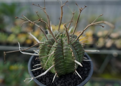 ユーフォルビア　スーパーバリダ　Euphorbia super valida  No.2