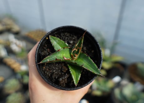アガベ　オテロイ　agave oteroi　No.3