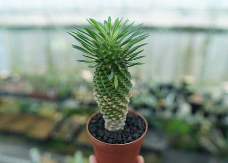 ユーフォルビア　ソテツキリン "パイナップルコーン"　Euphorbia sotetsukirin  No.8