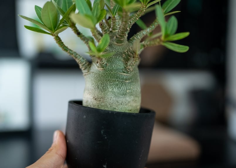 アデニウム オベスム 沖縄実生 | mana's farm:塊根植物・アガベ