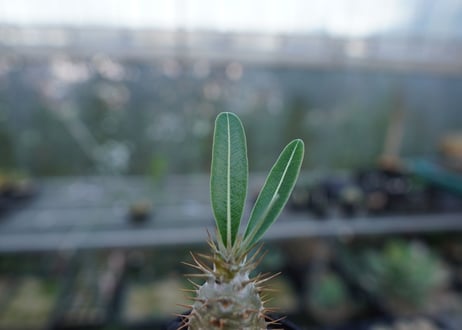 パキポディウム　カクチぺス　Pachypodium cactipes