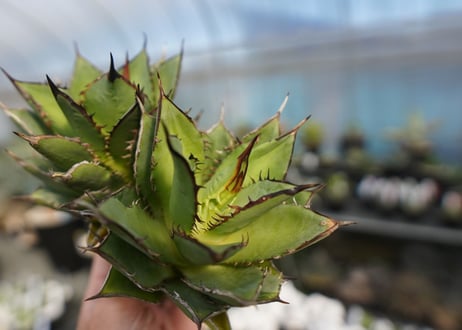 agave titanota 剣竜　No.4