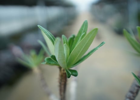 パキポディウム　グラキリス　 Pachypodium Gracilius  No.10