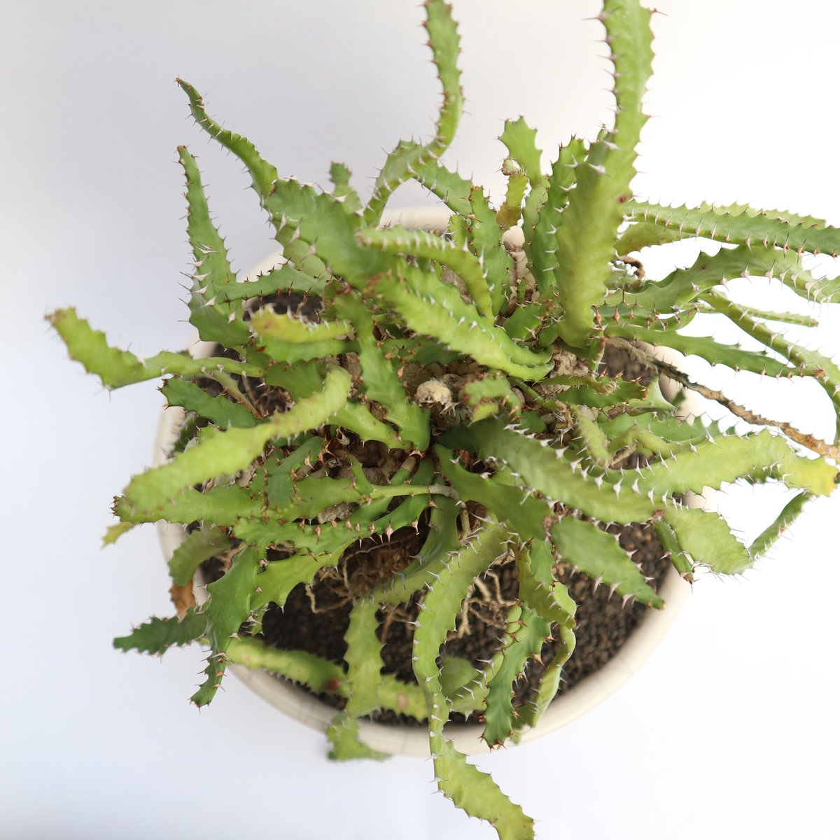 ユーフォルビア ステラータ 飛竜 | mana's farm:塊根植物・アガベ