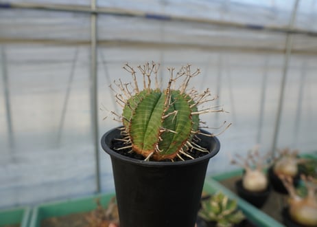ユーフォルビア　スーパーバリダ　Euphorbia super valida  No.2