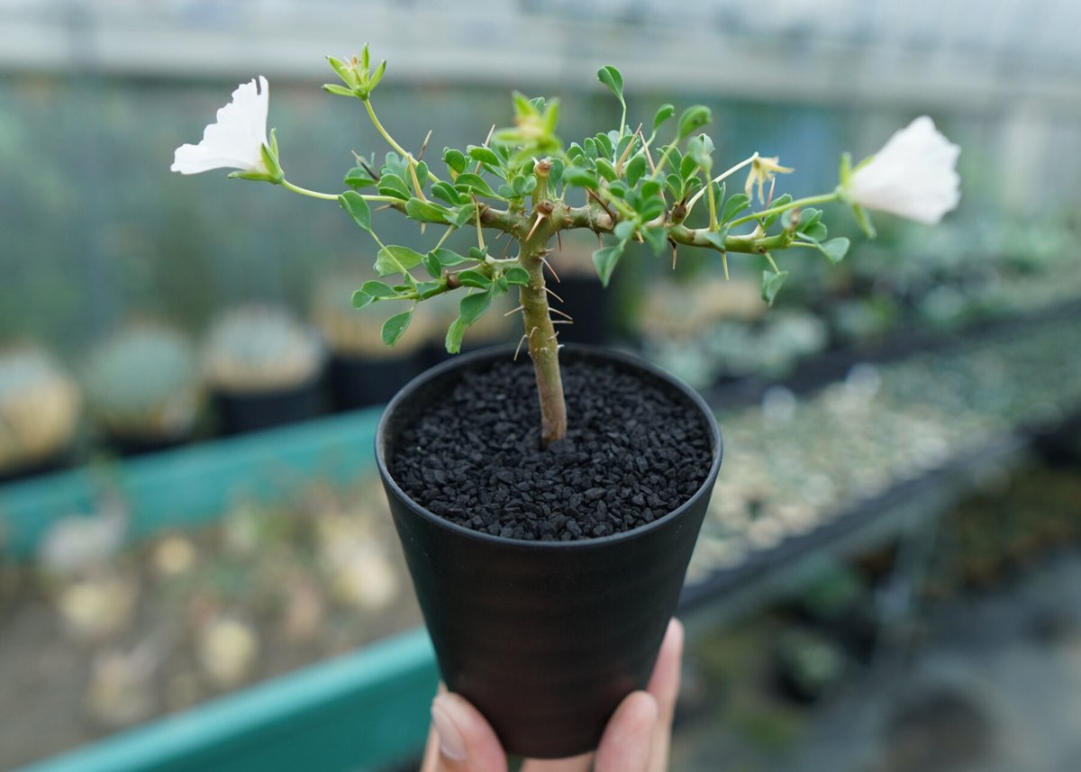 サルコカウロン バンデリエティアエ Sarcocaulon vanderietiae サルコカウロン バンデリエティアエ Sarcocaulon vanderietiae