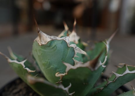 アガベ　チタノタ　Agave titanota