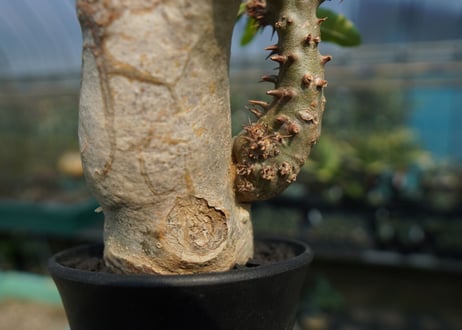 パキポディウム マカイエンセ　Pachypodium makayense　No.6