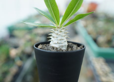 パキポディウム　デンシフローラム Pachypodium densiflorum