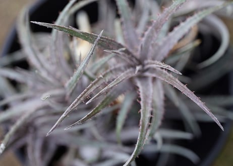 Dyckia Pinkthorn