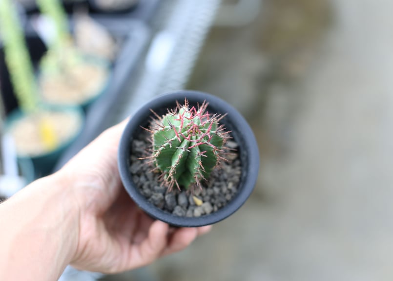 ユーフォルビア ポリゴナ | mana's farm:塊根植物・アガベ・ドライ