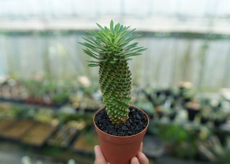 ユーフォルビア　ソテツキリン　パイナップルコーン群生　バランス◎鉢のまま発送 ユーフォルビア・ソテツキリン（パイナップルコーン）の育て方