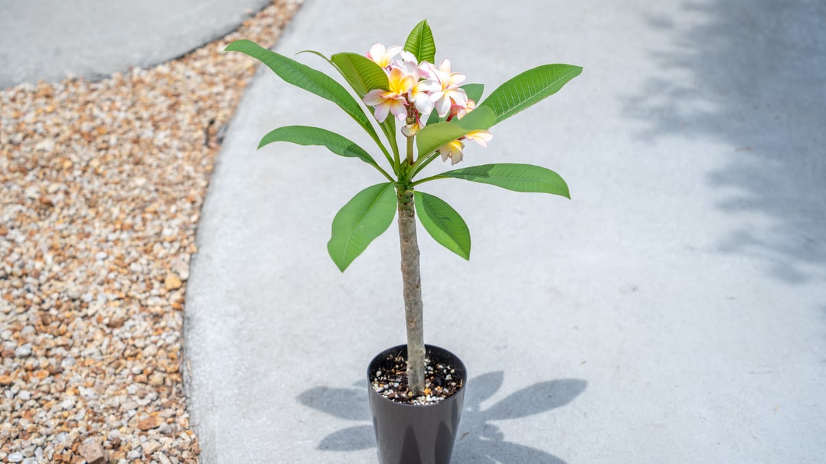 プルメリア大他にも出品しています プルメリアの出荷が始まりました🌺 プルメリアは、ハイビスカスと並ん