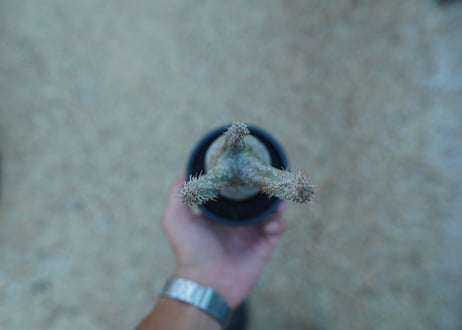 【未発根】パキポディウム　グラキリス　 Pachypodium Gracilius  No.8