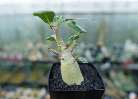 アデニウム　Adenium　No.2