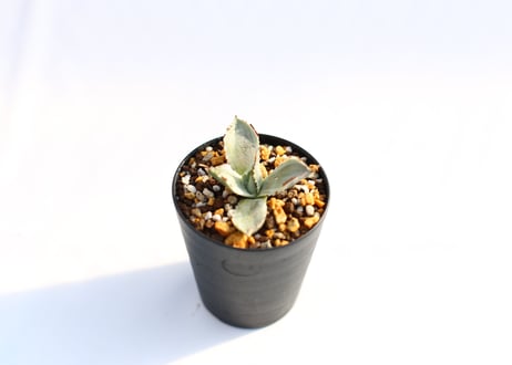 Agave 兜蟹錦 　№７