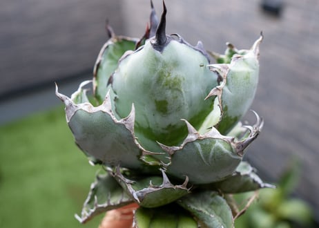 Agave B&B  №2