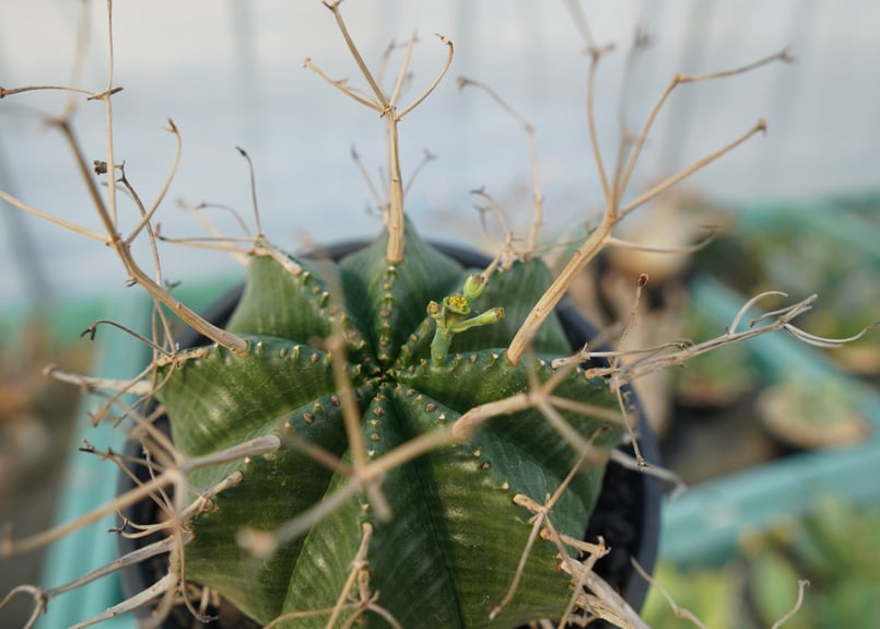 ユーフォルビア スーパーバリダ Euphorbia super valida No.1 |