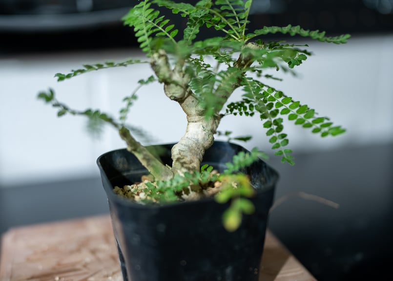 ボスウェリア ネグレクタ | mana's green:塊根植物販売|マナズ ボスウェリア ネグレクタ | mana's green:塊根植物販売|マナズ