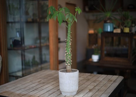トックリキワタ　Ceiba speciosa