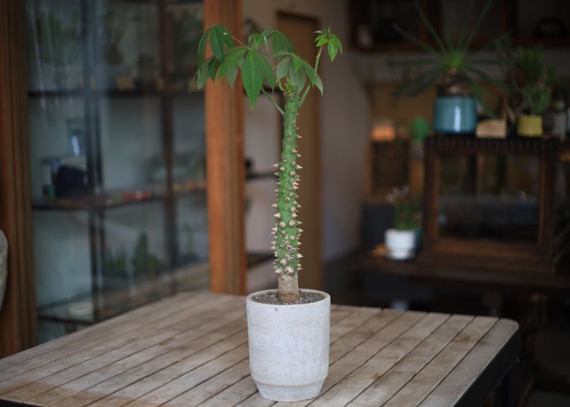 トックリキワタ Ceiba speciosa | mana's farm:塊根植物・アガベ・ド