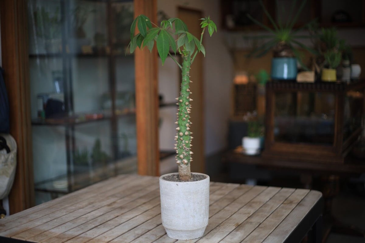 トックリキワタ Ceiba speciosa | mana's farm:塊根植物・アガベ・ド