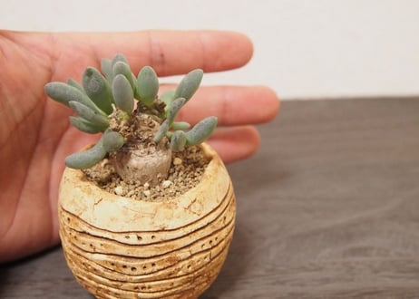 オトンナ クラビフォリア Othonna clavifolia no.2