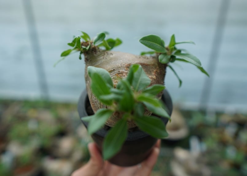 n*3様 Pachypodium makayense パキポディウム　マカイエン パキポディウム マカイエンセ Pachypodium makayense No.3 | man