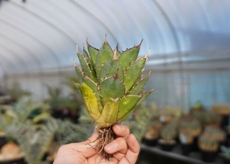agave titanota 剣竜　No.4