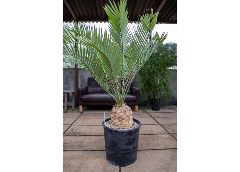 エンセファラルトス プリンセプス | mana's farm:塊根植物