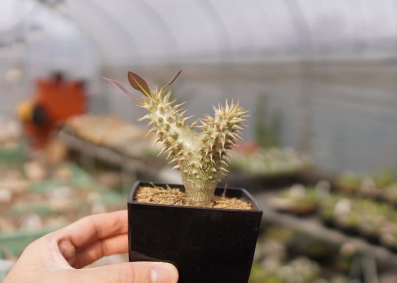 パキポディウム カクチペス | mana's farm:塊根植物・アガベ・ドライ