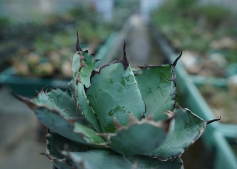 アガベ　チタノタ　 ブラックアンドブルー 　Agave titanota black and blue　No.1