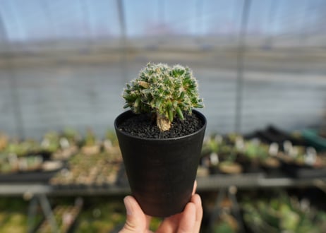 トリコディアデマ　デンサム　Trichodiadema densum  No.1