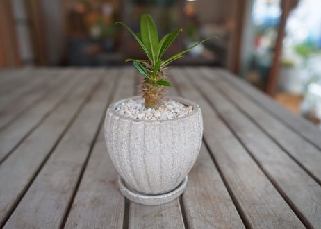 パキポディウム　​フィヘレネンセ　Pachypodium lamerei var. fiherenense