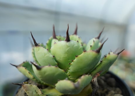 アガベ　マクロアカンサ×ポタトラム　 Agave macroacantha×potatorum　No.2