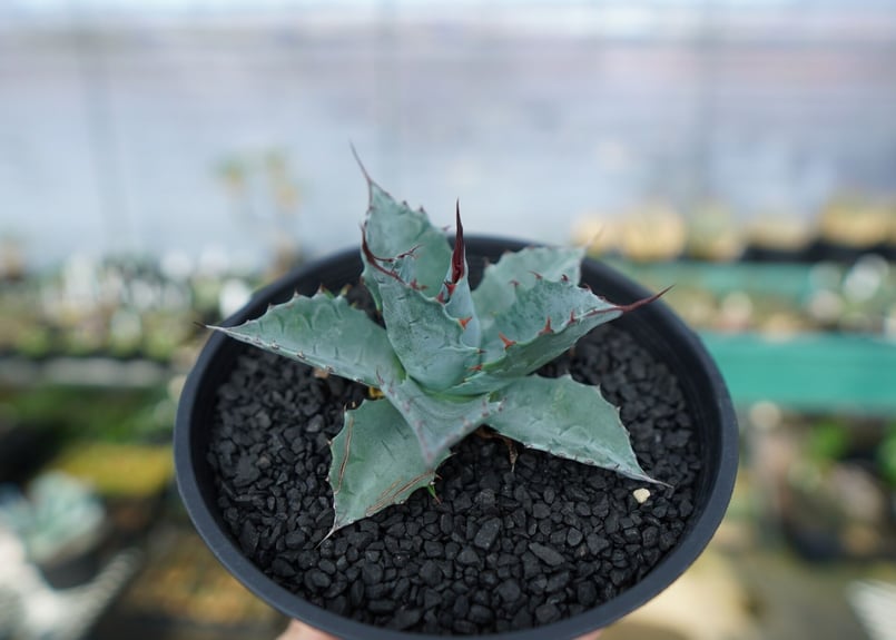 アガベ　パラサナ アガベ・パラサナ 4号ロングポット | | アガベ（リュウゼツラン