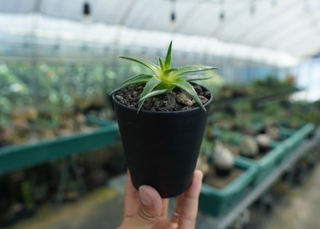 ディッキア　ムーングロー　Dyckia brevifolia  Moon Glow　No.2