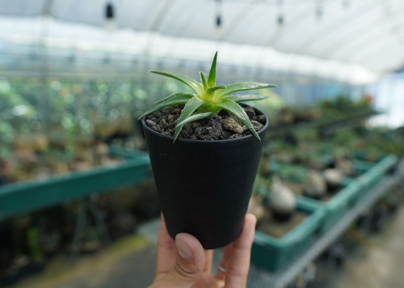 ディッキア ムーングロー Dyckia brevifolia Moon Glow No.2