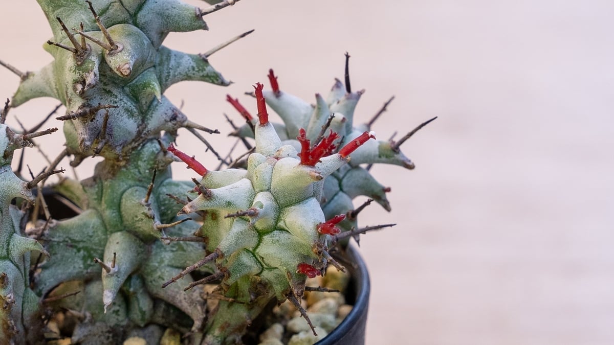 白虎 カキコ ユーフォルビア ポリゴナ ホリダ モンスト 綴化 白虎 カキコ ユーフォルビア ポリゴナ ホリダ モンスト 綴化