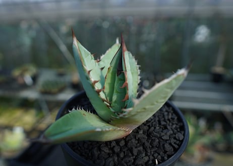 アガベ　チタノタ　ブルー　agave titanota Blue  No.2
