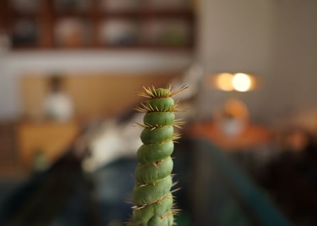 ユーリキニア　カスタネア “スピラリス” 　Eulychnia castanea f. 'spiralis'
