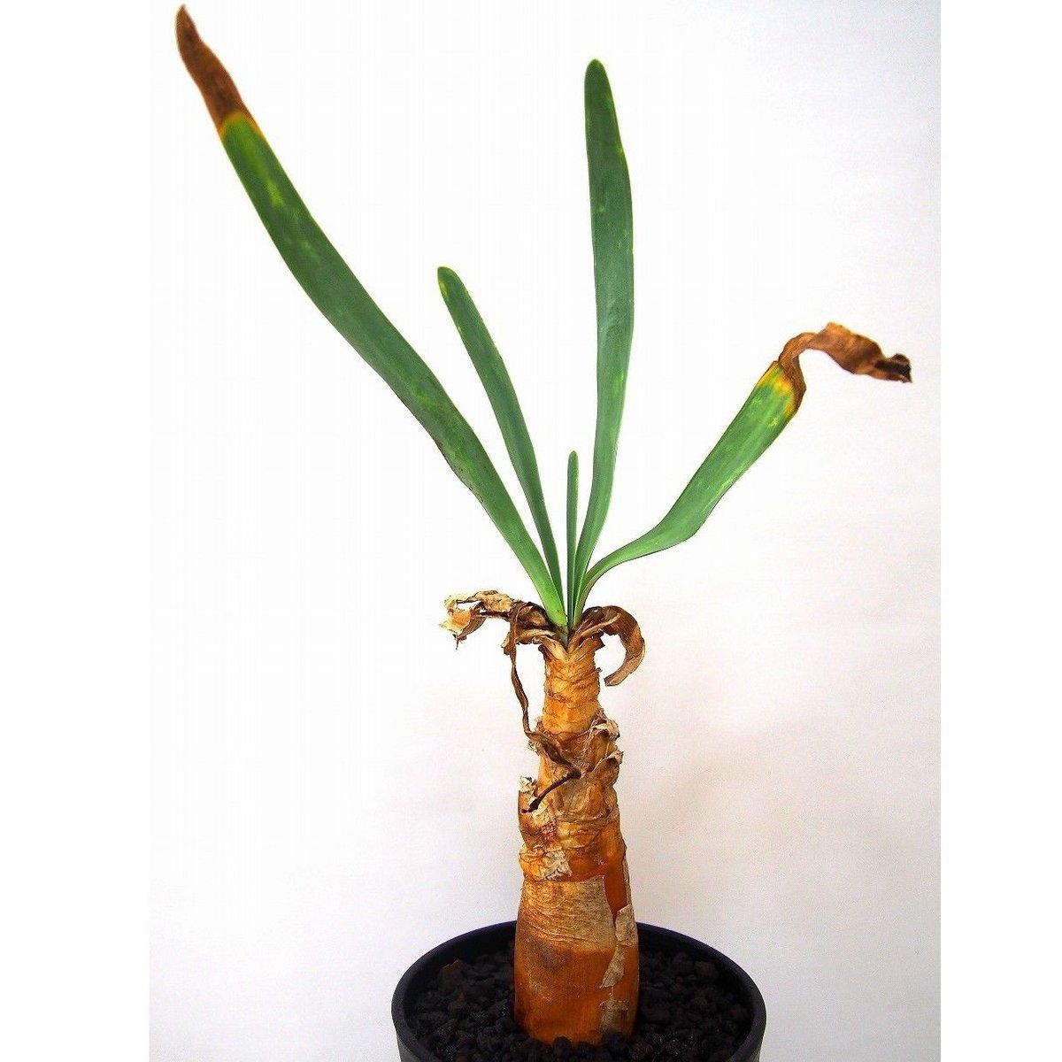 Boophane disticha ブーファン ディスティチャ | mana's farm:塊