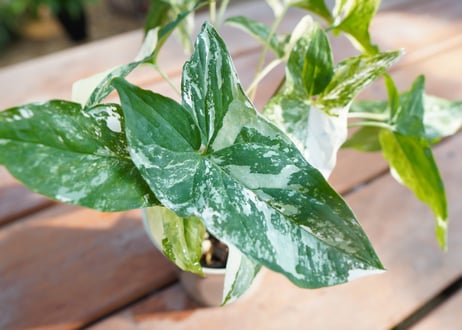 シンゴニウム　フレンチマーブル　Syngonium podophyllum 'French Marble'