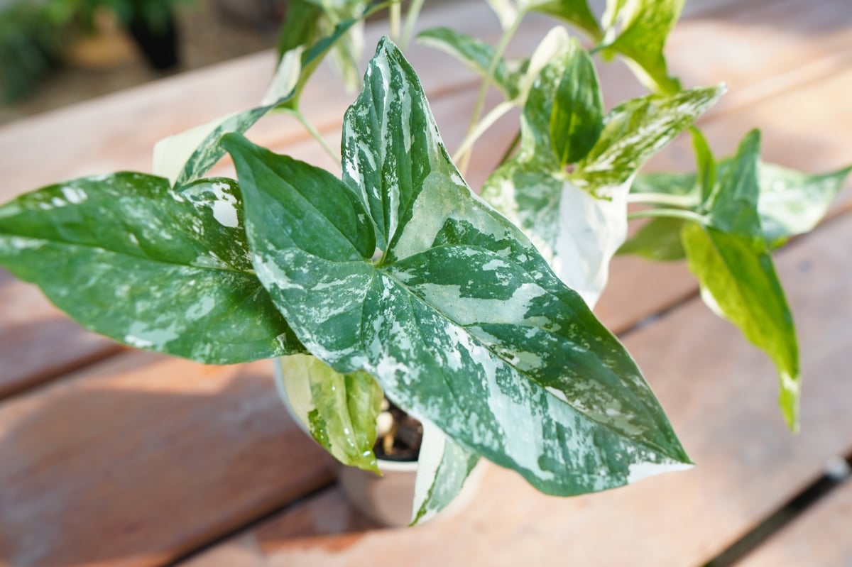 シンゴニウム フレンチマーブル Syngonium podophyllum 'French M