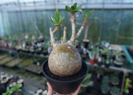 パキポディウム　グラキリス　 Pachypodium Gracilius  No.1