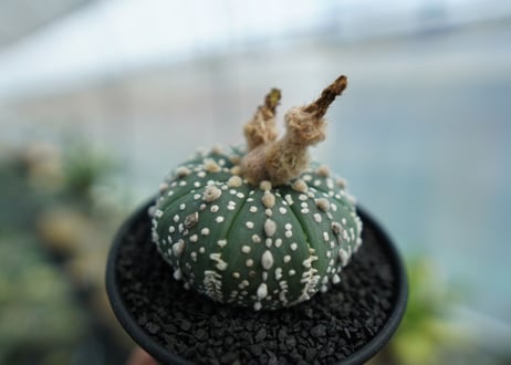 アストロフィツム　スーパー兜 Astrophytum asterias 'Super Kabuto' No.4