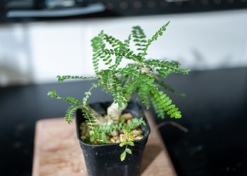 ボスウェリア ネグレクタ | mana's farm:塊根植物・アガベ・ドライ