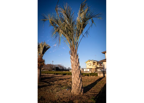 ココスヤシ　Butia capitata No.4