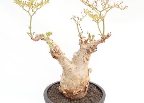 キフォステンマ　ベティフォルメ