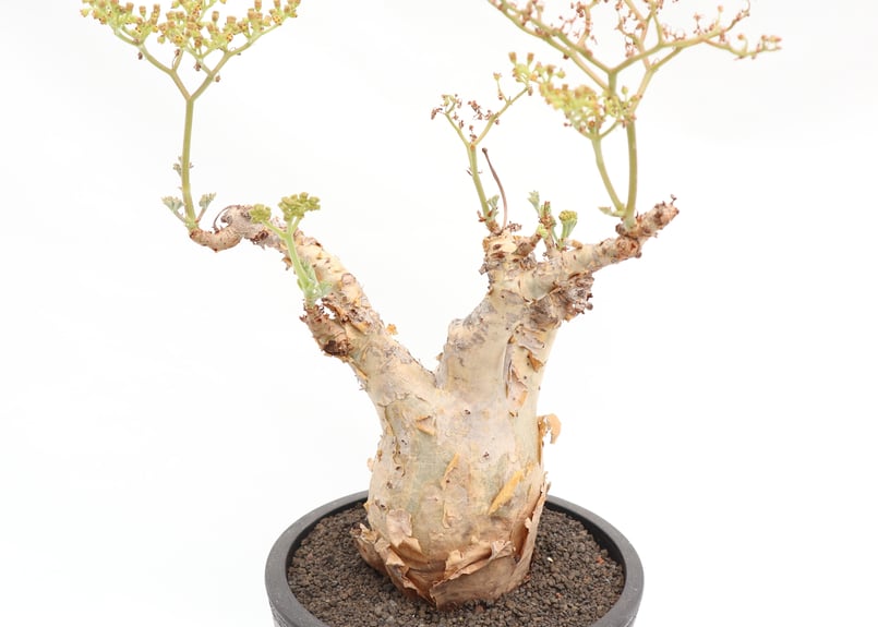 キフォステンマ ベティフォルメ | mana's farm:塊根植物・アガベ